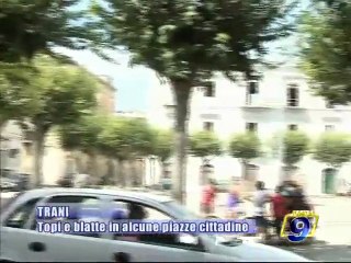 TRANI. Topi e blatte in alcune piazze cittadine