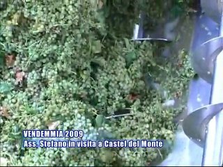 VENDEMMIA 2009. L'Ass. Stefàno visita i vigneti di Castel del Monte