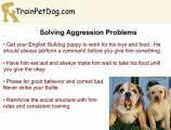 Aggression, Biting and Chewing in English Bulldog Puppy