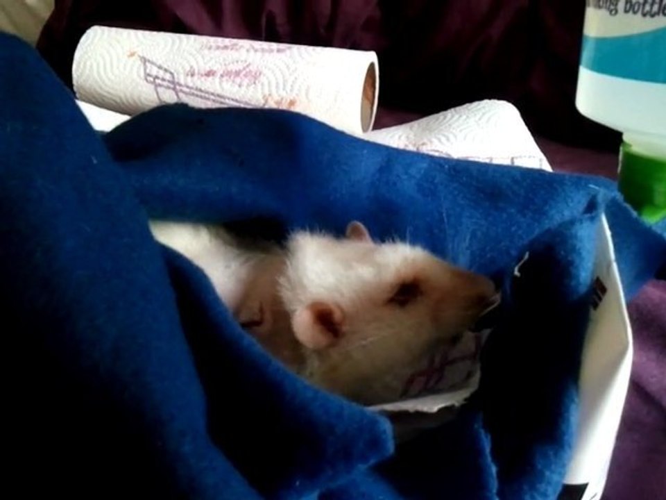 Tomoe en grande souffrance après son opération