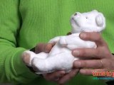 FurReal Friends Newborn Polar Bear Cub from Hasbro