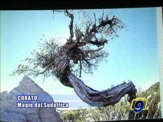 CORATO. Magie dal Sudafrica, reportage fotografico di Gennaro Ciavarella