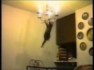 compile chat drole