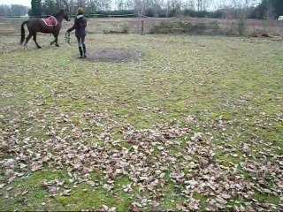 Jorkan, premier travail en longe.