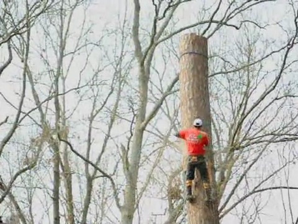 Charleston SC The Tree Expert llc pine tree removal #4