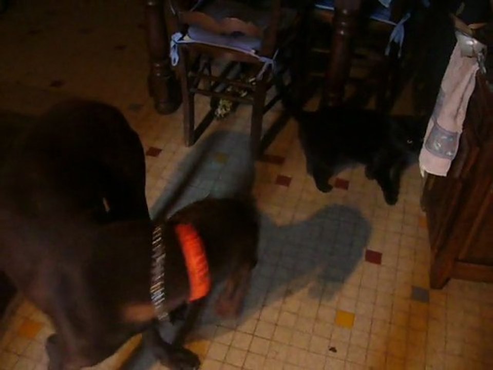PATO et le chat : pas de problemes !