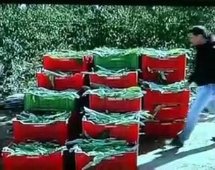 SAN FERDINANDO.  48^ Fiera del carciofo