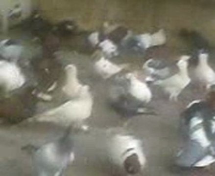 şanlıurfa han kahvesi filo güvercinleri guvercinurfa.com