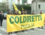 PUGLIA. Crisi dell'oro verde