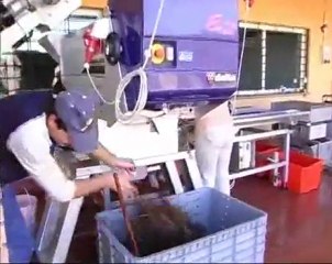 CANTINA SIGNAE - Vendemmia dei Professionisti