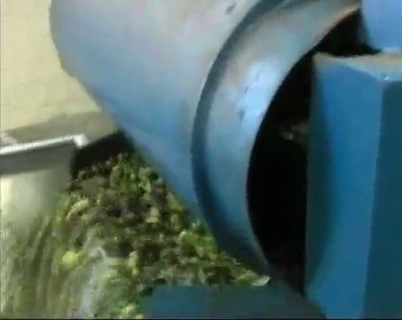 Un' annata coi fiocchi per la produzione olearia