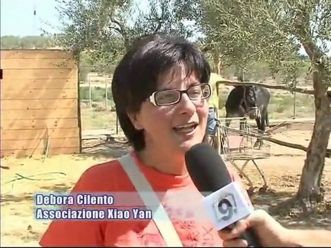 Trani, ritrovati 2 dei 4 cavalli rubati all'ass. Xiao Yan