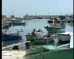 Bisceglie, avvistati i cormorani - AMICA9 informa