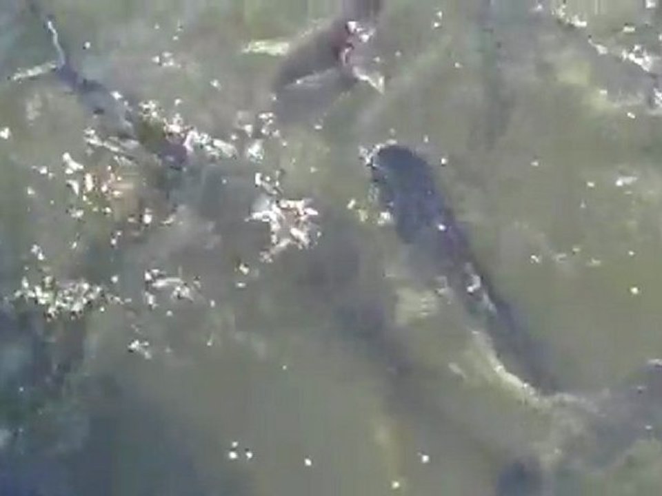 Fish Feeding Frenzy in Bangkok