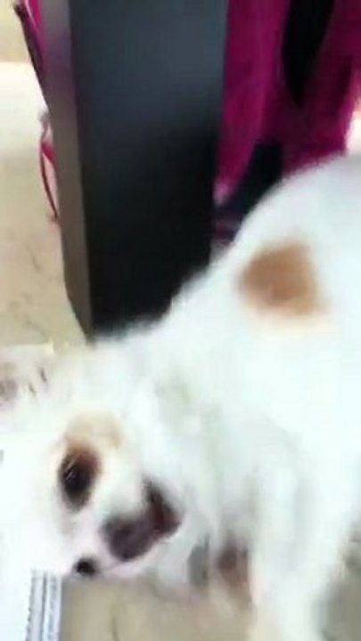 My Chihuahua
