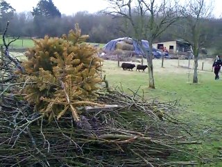 entrainement troupeau Dixie du 19-02-2011