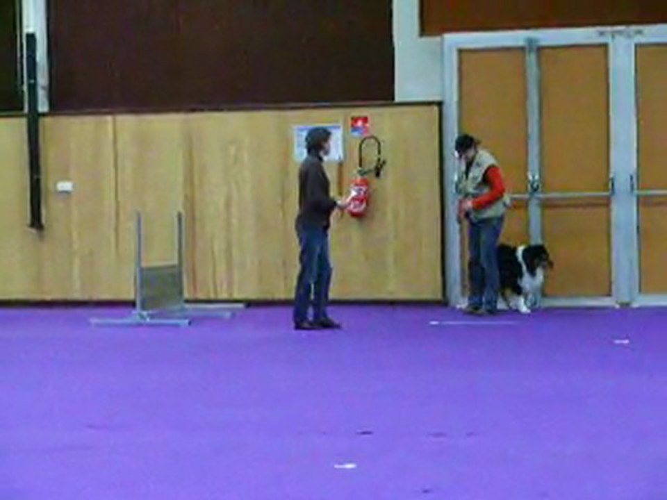 Dusty concours d'obé à Trélissac le 19-02-2011