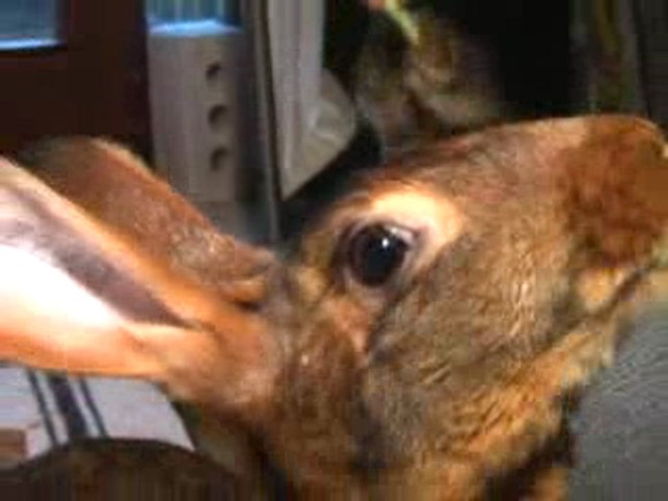 Gracie und Konsorten Teil 1 von 2