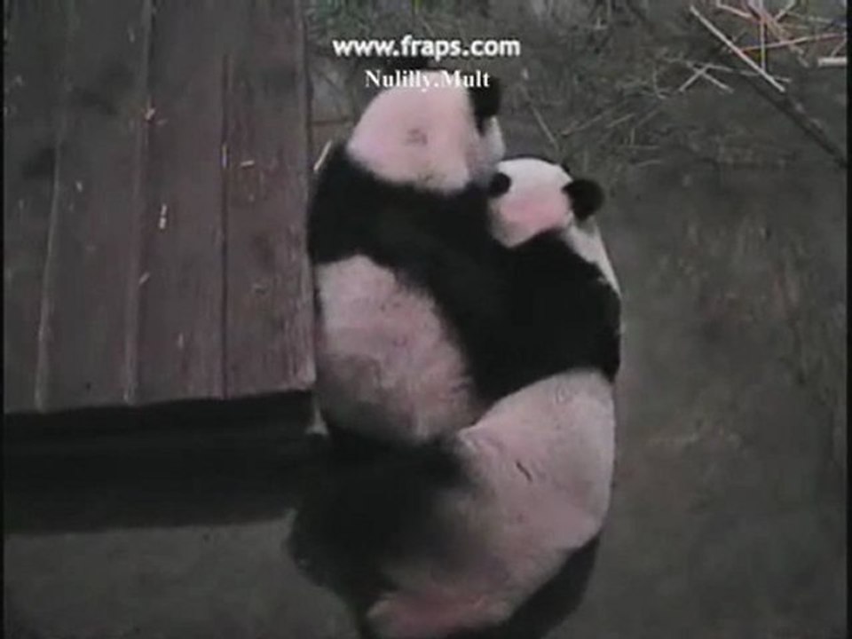 PANDA LinPing-Auld Lang Syne[2]28.12.10