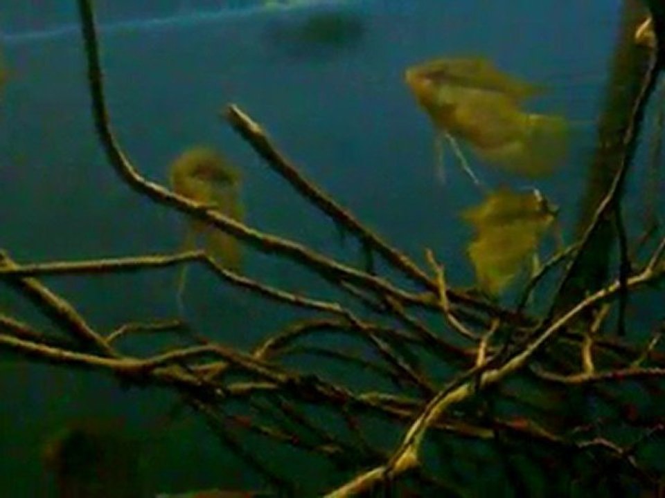 Festivum & Severum
