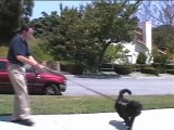 Teach Any Dog To Walk On A Loose Leash - Trailer