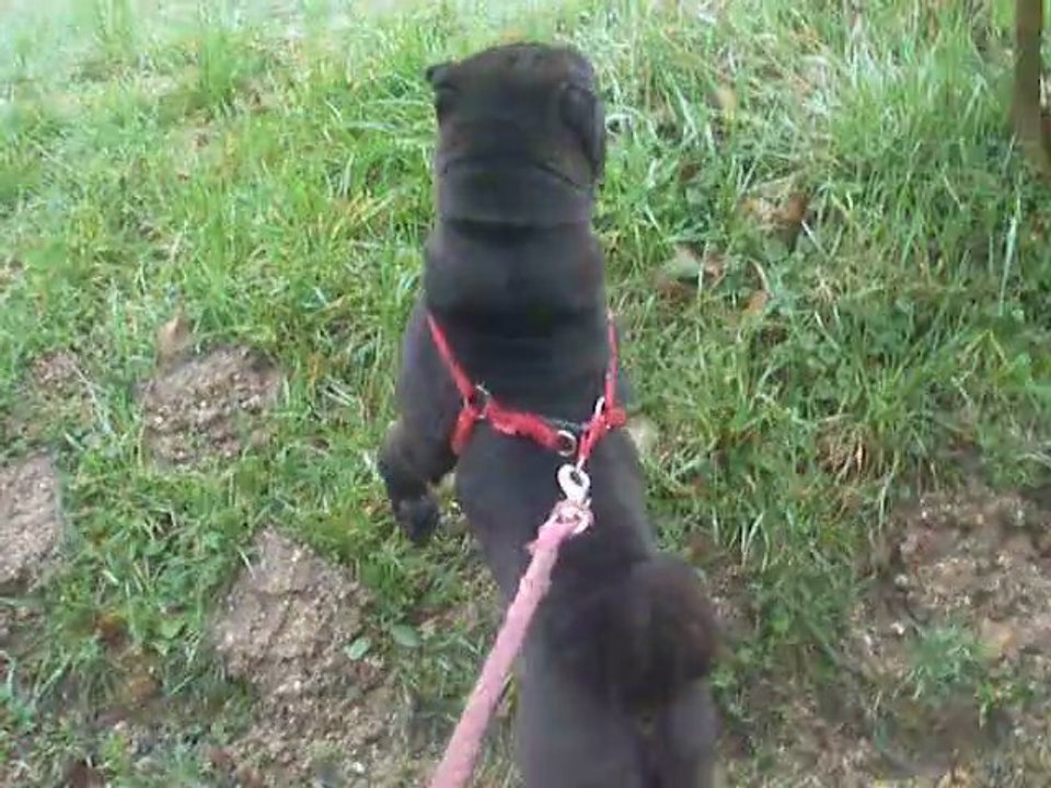 Mon étalon noir Et Les juments ;D