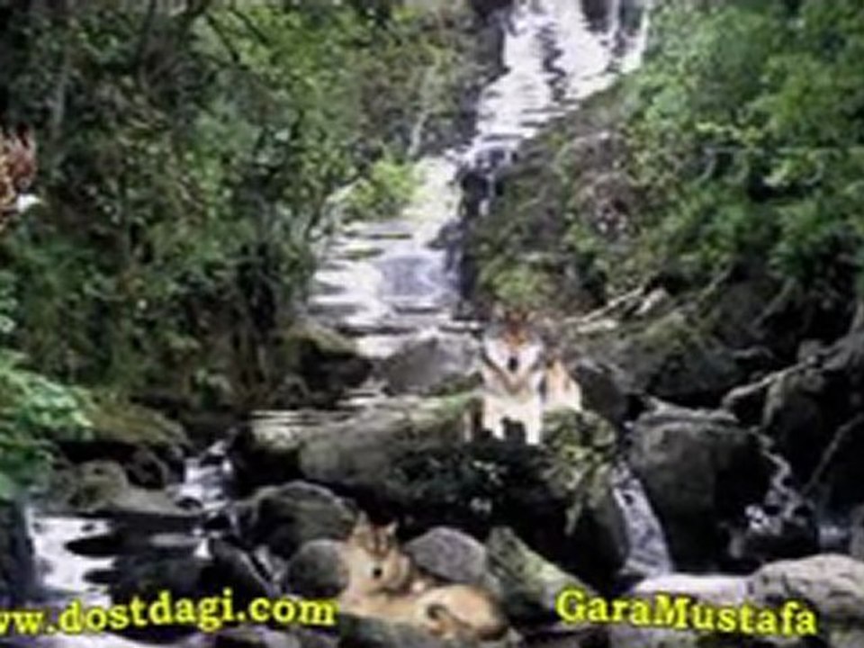 DİKKATLİ  İzleyiniz .. KORKMAYIN..