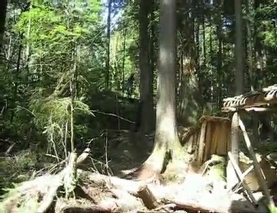 cam woods