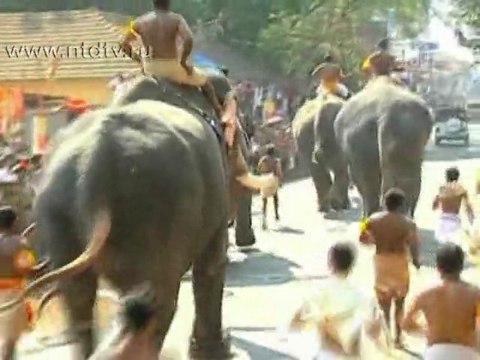 Слоны соревнуются на скорость