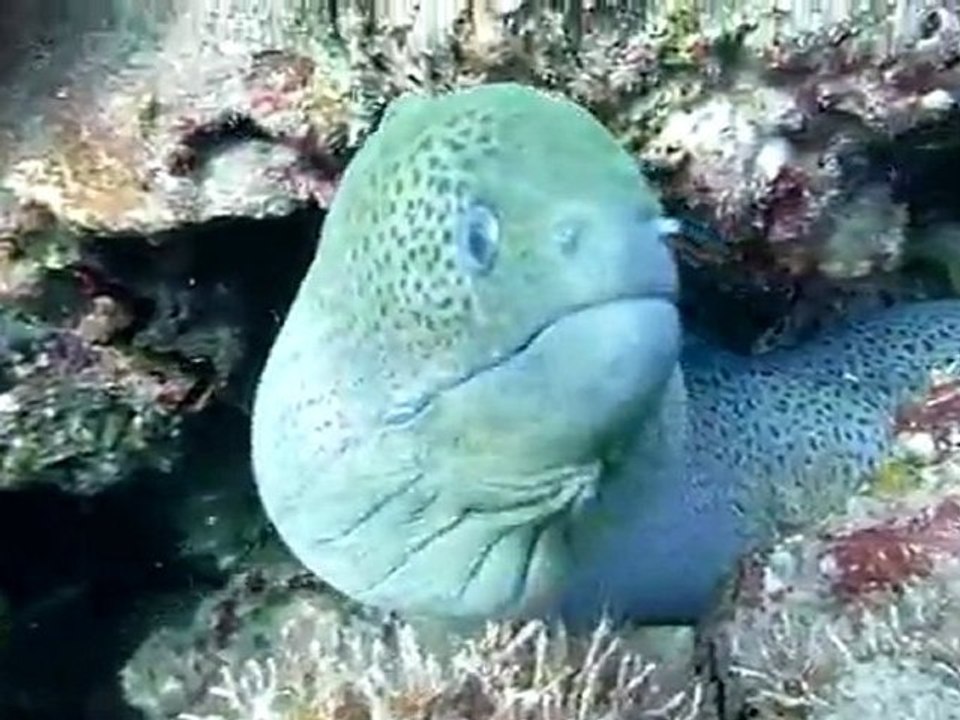 Scuba Diving Phuket - Moray Eel - Koh Weo - Merlin Divers Phuket