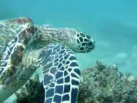 Diving Thailand, Turtle Koh Waeo - Merlin Divers Phuket