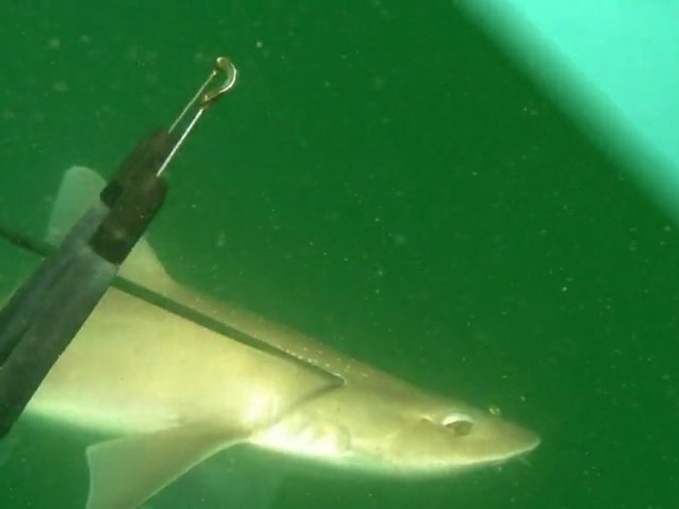 2010 vidéo chasse sousmarine
