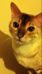 Snowy Looking Around