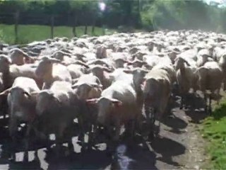 le bocal des locales