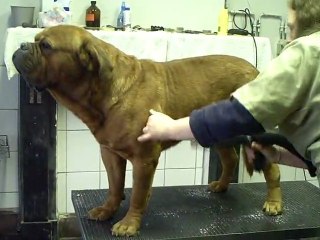 l'entretien de votre dogue de bordeaux (l'exigence video)