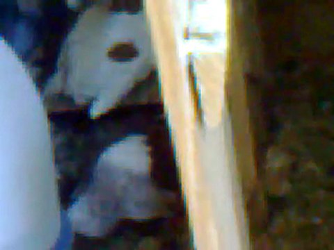 satılık sivas kumrusu ALİOSMAN=0539-985-66-17