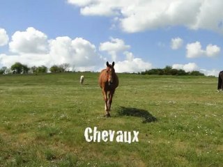 Chevaux