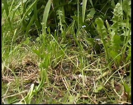 Scènes de la vie des petites bêtes partie 1 (HQ)