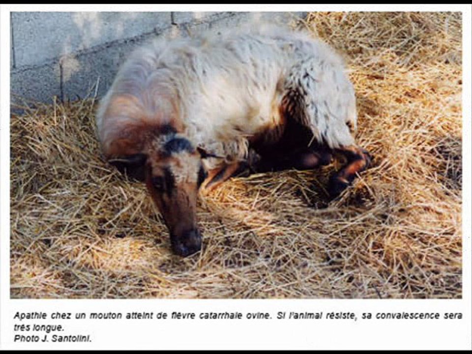 masacre animal