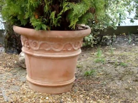 Chiots d'Elfée dehors 7 semaines