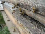 polen getiren arılar, arı videosu