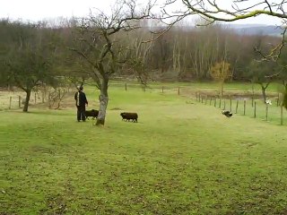 entrainement troupeau du 19/02/2011 séparation