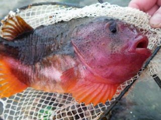 POISSON ETRANGE A ROSCOFF