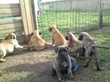 Chiots dogue des canaries 7semaines
