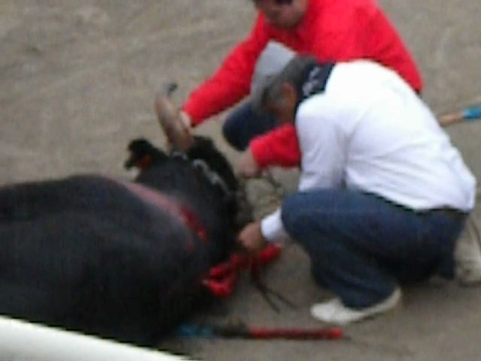 CORRIDA : graine de toréro 2010 Générac... L'HORREUR 4