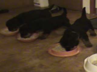 20-02-2011 - le repas des chiots (4