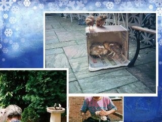 My Production of Barn Owls