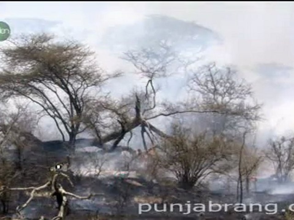 A Cheetah's Life1/2