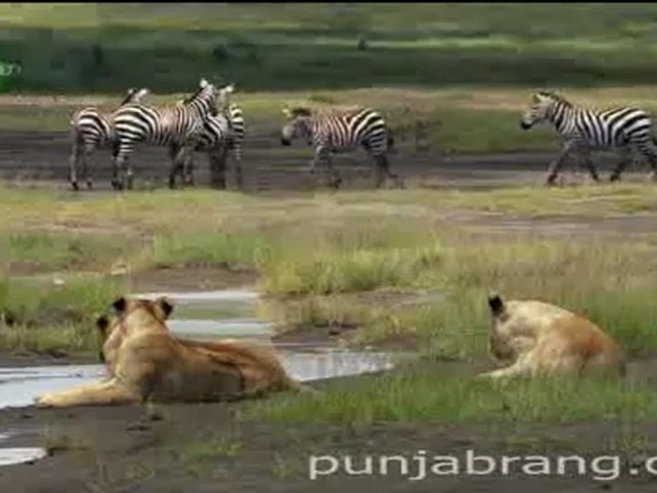 A Cheetah's Life2/2