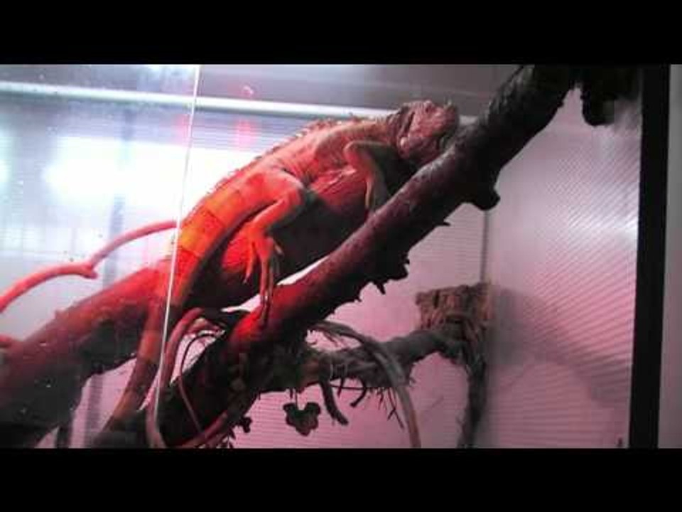 Aversa - Iguane e Tartarughe dalla LIDA